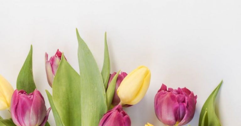 Spring - Selective Focus Photography of Pink and Yellow Tulips Flowers